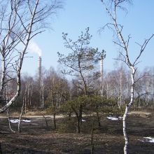 zanieczyszczenia las